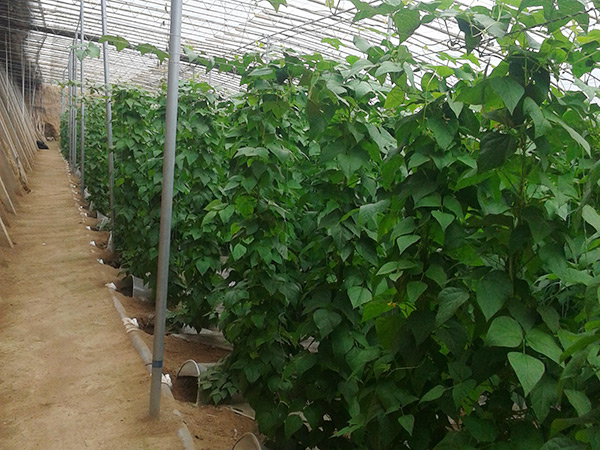 �������õ��߲�ݪֲ��������