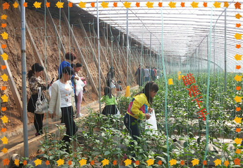 mg冰球突破·东城首府采摘纪实