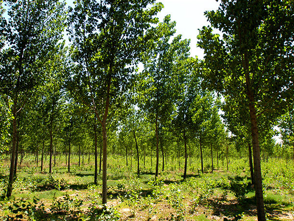 邯郸市mg冰球突破园林工程有限公司